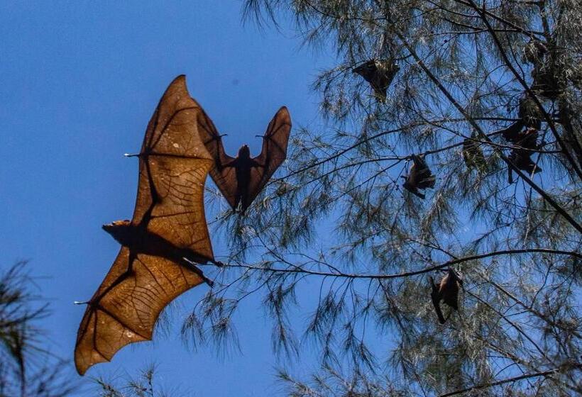 旅馆 Swiss Cottage Tioman