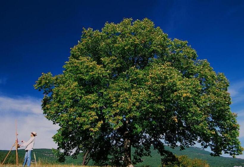 بنسيون Maison D Hôtes La Honas