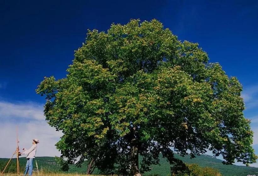ペンション Maison D Hôtes La Honas