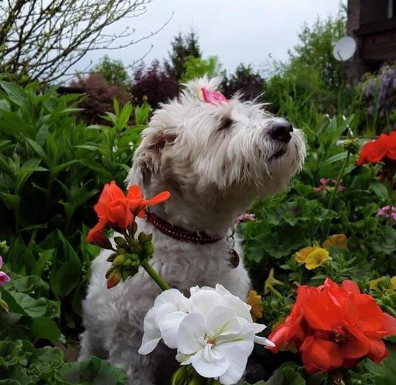 تختخواب و صبحانه Haus Am Moos