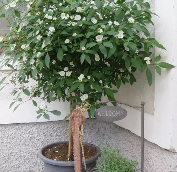 Aamiaismajoitus (B&B) Wohlfühlpension Kreischberg