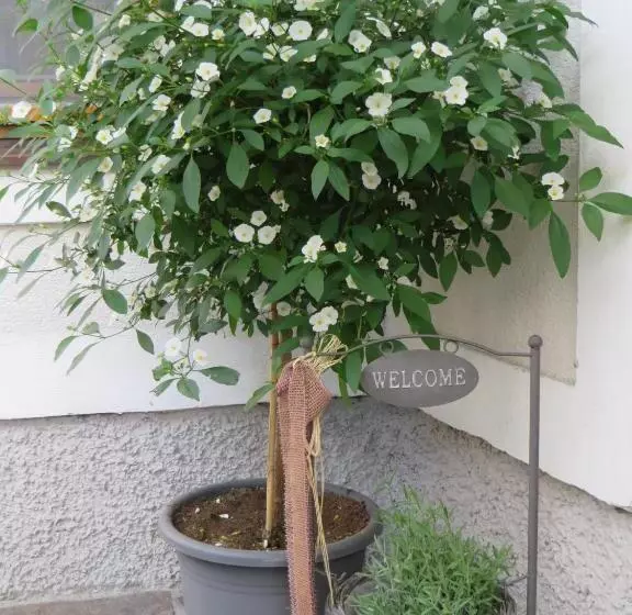 Aamiaismajoitus (B&B) Wohlfühlpension Kreischberg