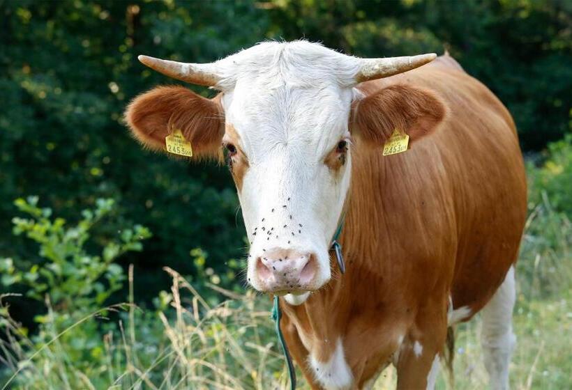 Gasthaus Hotel Höhenwirt