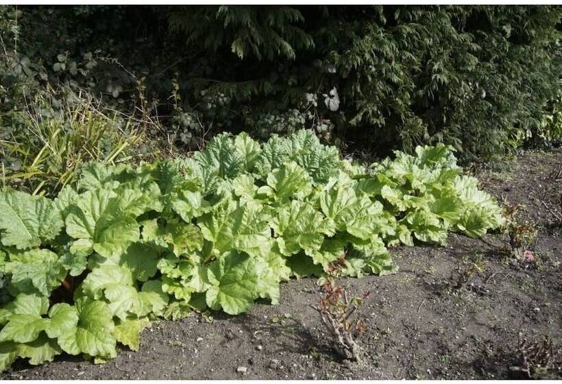 Bed and Breakfast Ivyleigh House