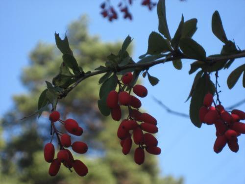 בית מלון כפרי Parseierblick