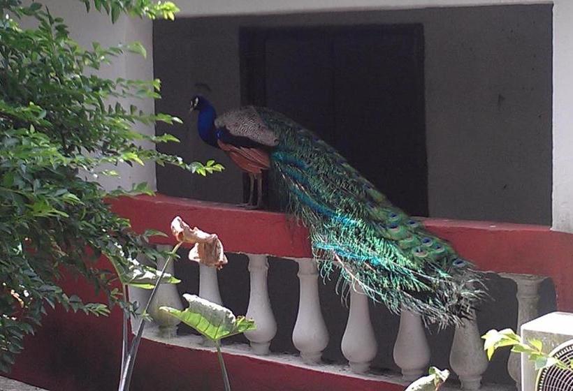 הוסטל Konkon Wonderland