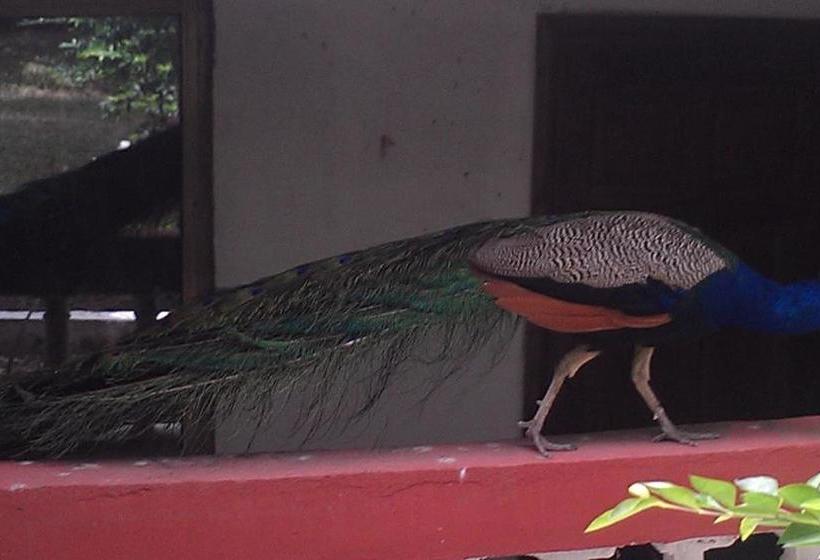 הוסטל Konkon Wonderland