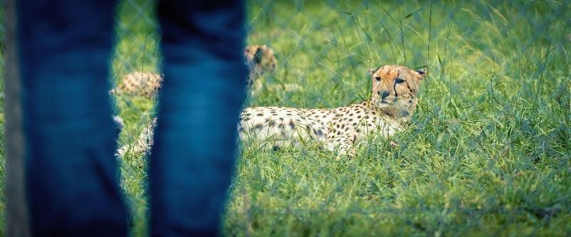 Hotel Acacia Premier