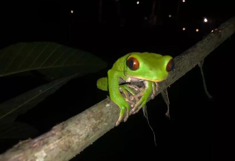 Hotelli Jungle Lodge El Jardin Aleman