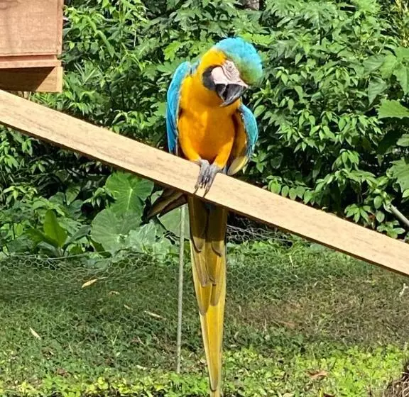 Hotelli Jungle Lodge El Jardin Aleman