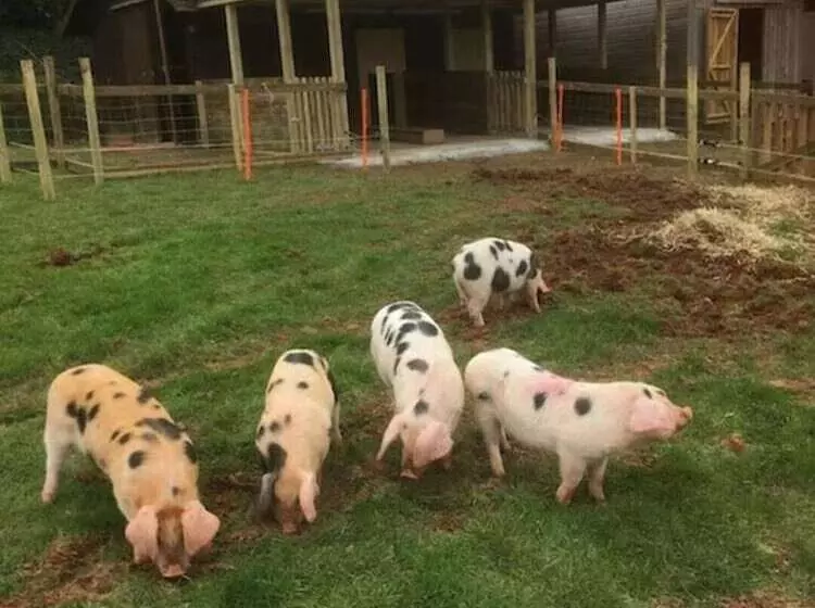 The Stables   Stokeinteignhead