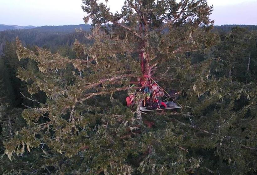 ベッドアンドブレックファースト Tree Climbing At Silver Falls