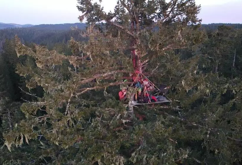 ベッドアンドブレックファースト Tree Climbing At Silver Falls