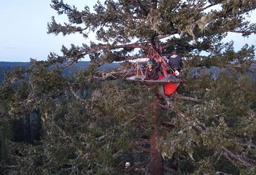 ベッドアンドブレックファースト Tree Climbing At Silver Falls