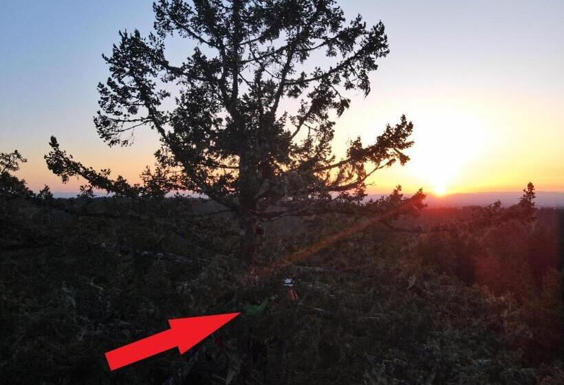 ベッドアンドブレックファースト Tree Climbing At Silver Falls