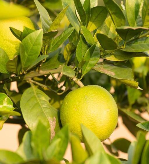 Hotel Jaadooghar Stays, Earth Friendly Stay, Chandigarh