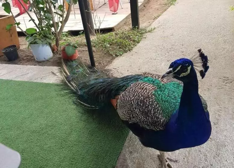 ホテル Pradera Real