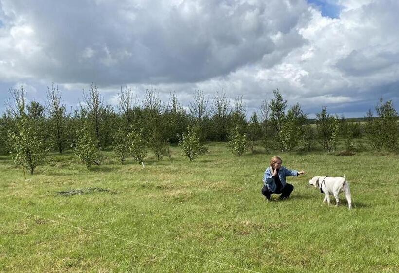 تختخواب و صبحانه Ugla Gistihús