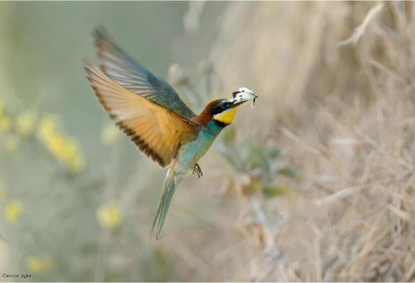 Cortebella B&b Rimini