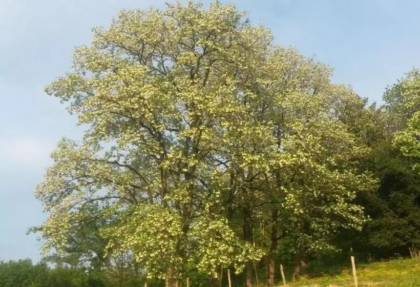 Aamiaismajoitus (B&B) Bergamo Bnb