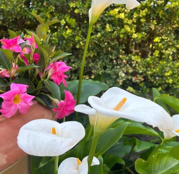 تختخواب و صبحانه Maison Villa Angela