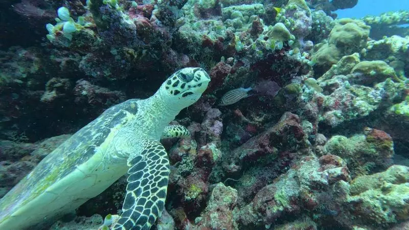 پانسیون Madi Grand Maldives