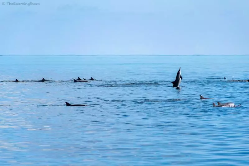 پانسیون Madi Grand Maldives