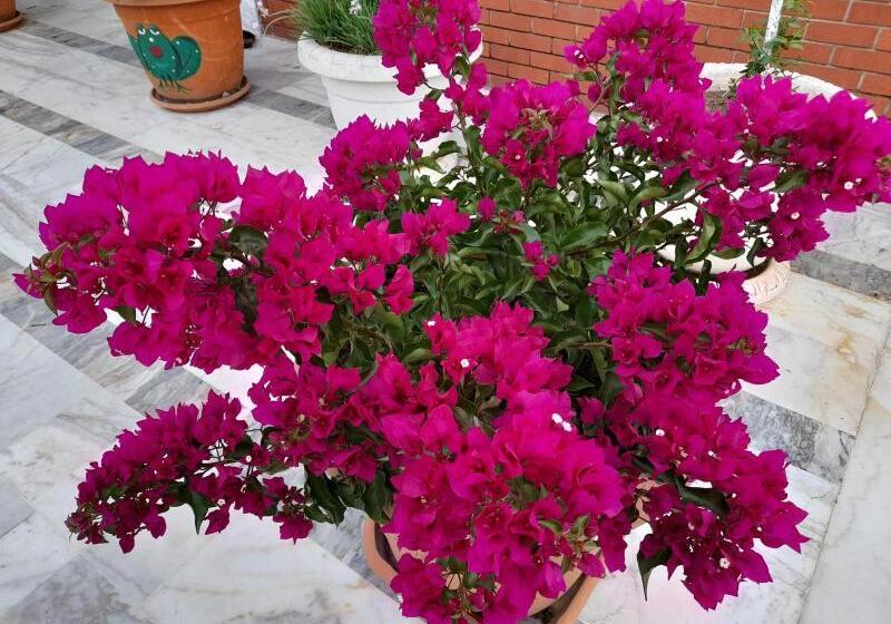 호텔 Akdeniz Pansiyon