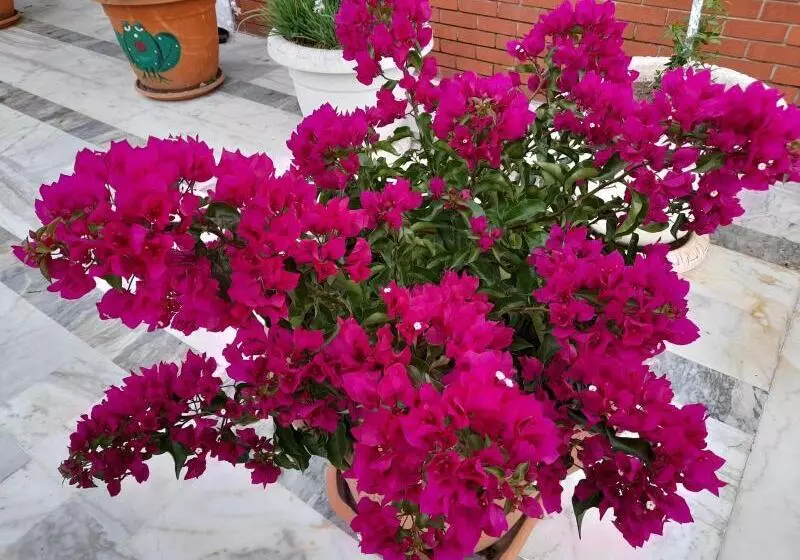 Hotelli Akdeniz Pansiyon