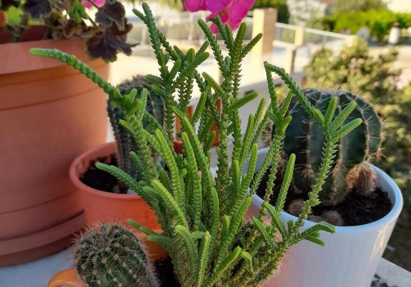 호텔 Akdeniz Pansiyon