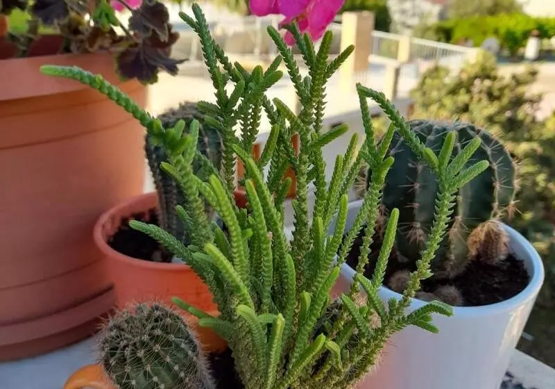 Hotelli Akdeniz Pansiyon