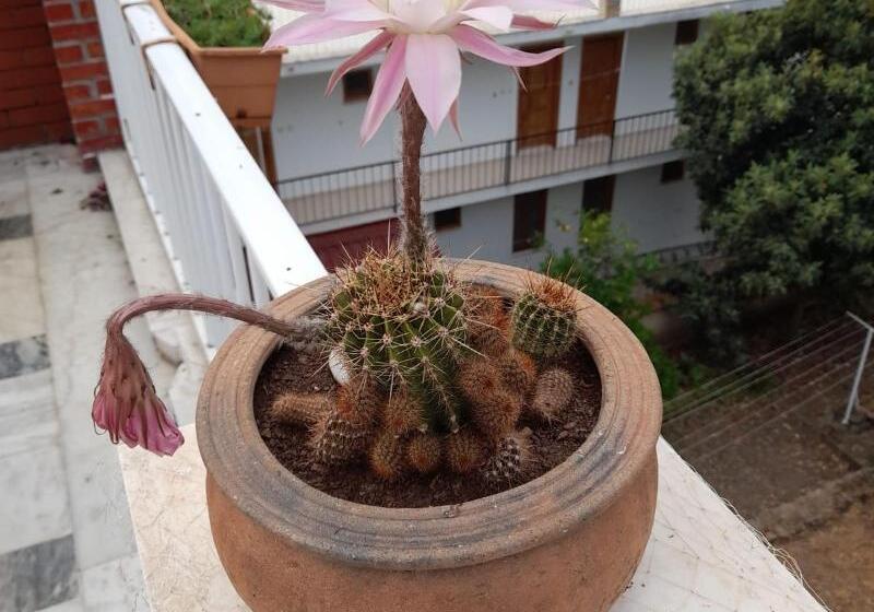 호텔 Akdeniz Pansiyon