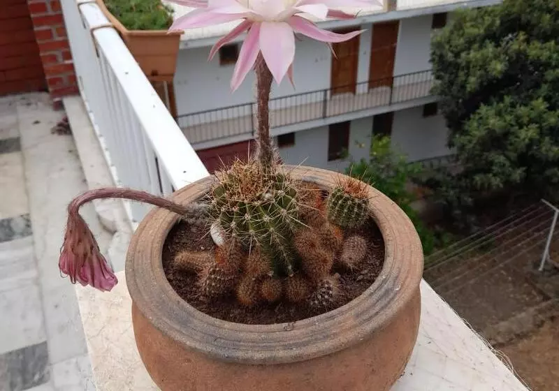 Hotelli Akdeniz Pansiyon