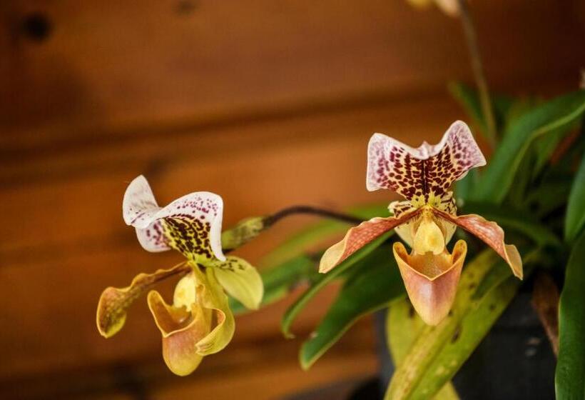 تختخواب و صبحانه Orky Mel