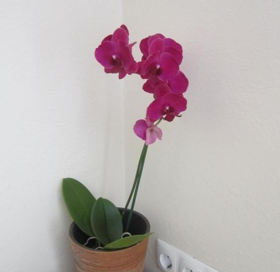 هتل Guest House Veronika