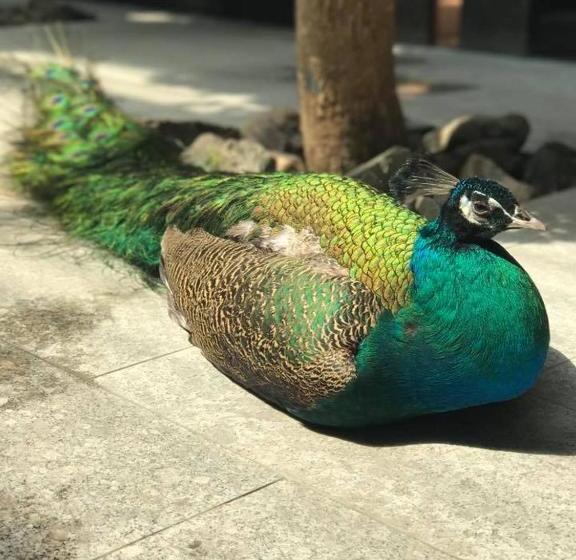 هتل The Corporate  And Resort In Nukht