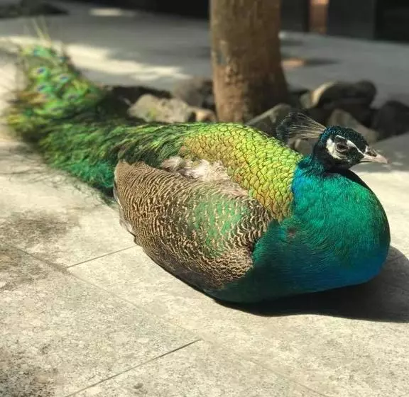 هتل The Corporate  And Resort In Nukht