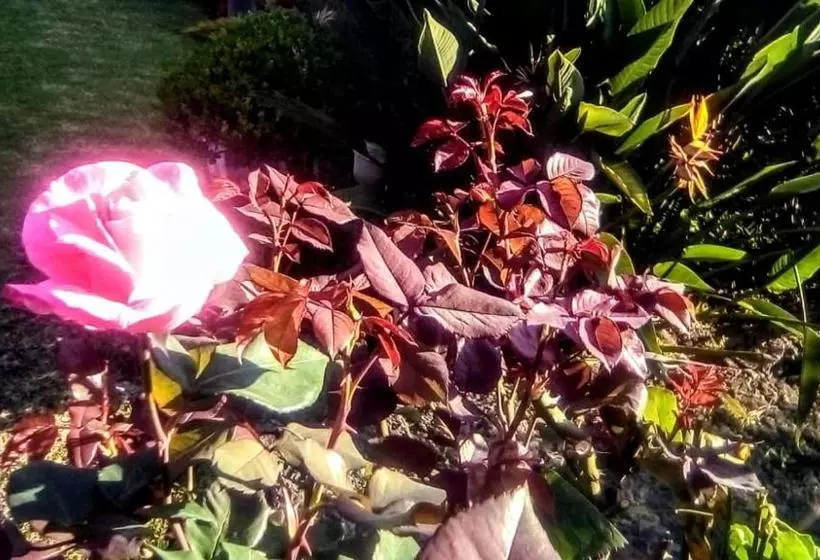 ホテル Quinta Del Sol