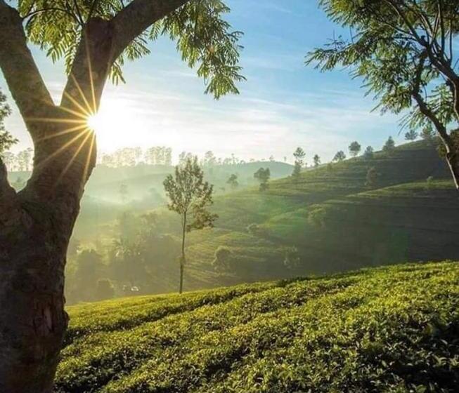 مبيت وإفطار B.rose House