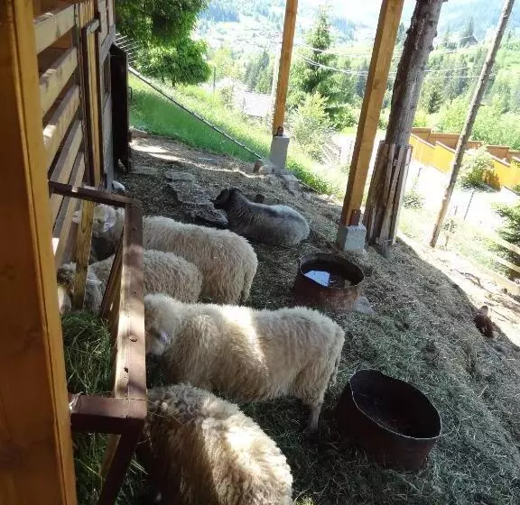 هتل Alpenhof Pansion