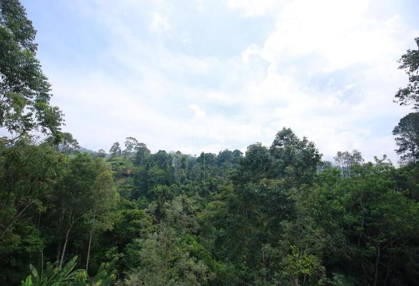 ホテル Tea Forest Lodge