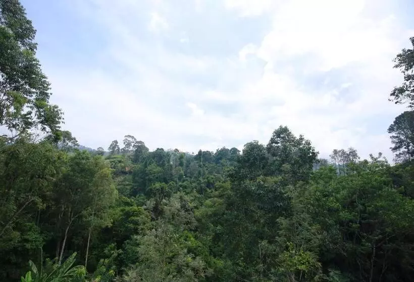 Hotel Tea Forest Lodge