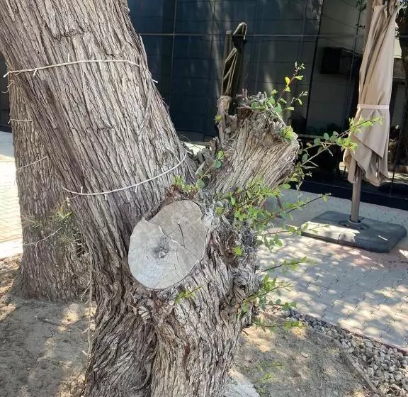 هتل Palm