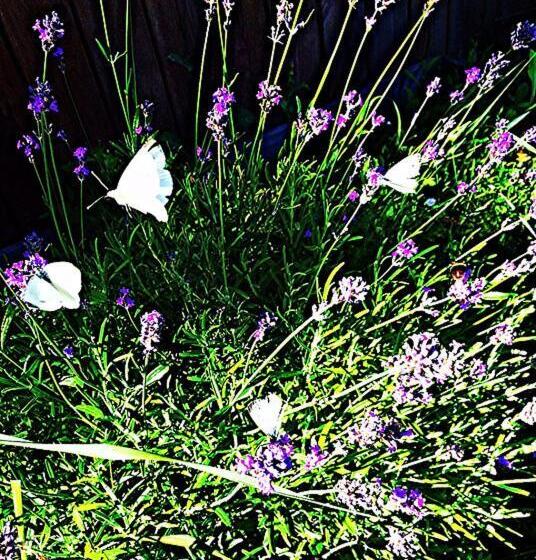 Woodstock B & B Studios