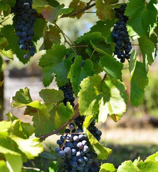 تختخواب و صبحانه Terra Mista Alojamento Local