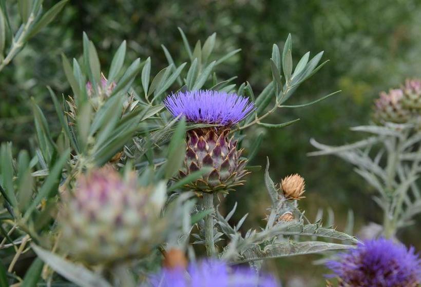 تختخواب و صبحانه Terra Mista Alojamento Local
