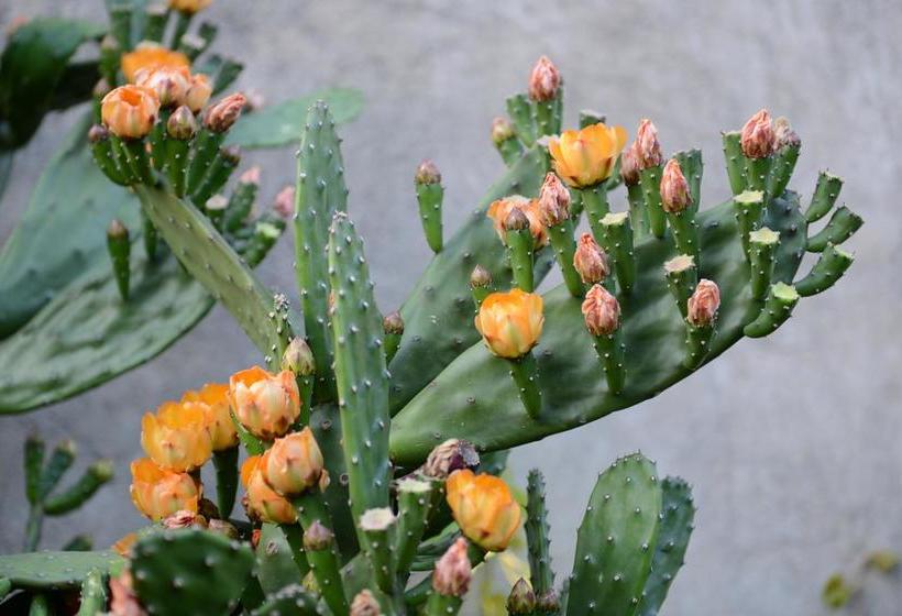 تختخواب و صبحانه Terra Mista Alojamento Local