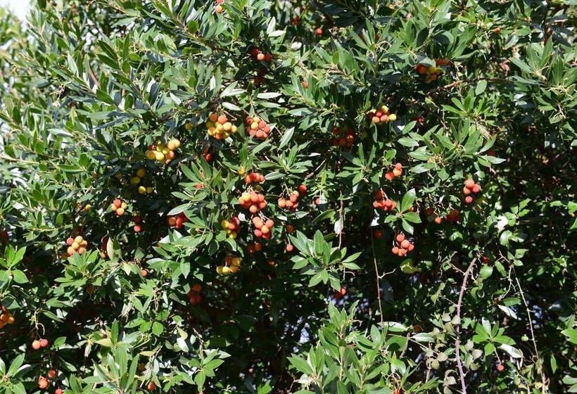 تختخواب و صبحانه Terra Mista Alojamento Local