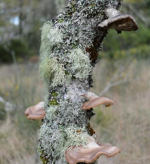 تختخواب و صبحانه Terra Mista Alojamento Local