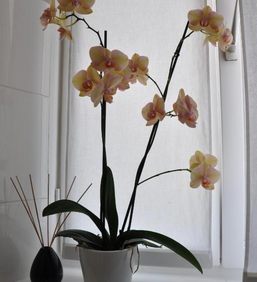 Annie S Bed & Breakfast